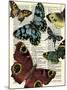 Selection of Butterflies-Marion Mcconaghie-Mounted Art Print
