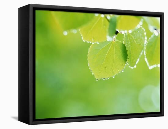 Selective Focus Close Up of Green Leaves Hanging from Tree-null-Framed Stretched Canvas