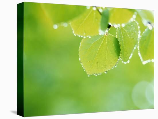 Selective Focus Close Up of Green Leaves Hanging from Tree-null-Stretched Canvas