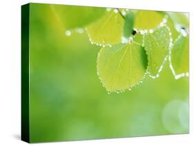 Selective Focus Close Up of Green Leaves Hanging from Tree-null-Stretched Canvas