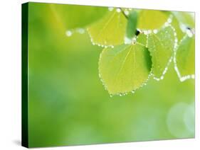 Selective Focus Close Up of Green Leaves Hanging from Tree-null-Stretched Canvas