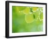 Selective Focus Close Up of Green Leaves Hanging from Tree-null-Framed Premium Photographic Print