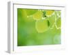 Selective Focus Close Up of Green Leaves Hanging from Tree-null-Framed Premium Photographic Print