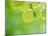 Selective Focus Close Up of Green Leaves Hanging from Tree-null-Mounted Premium Photographic Print