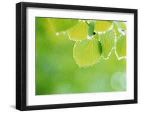 Selective Focus Close Up of Green Leaves Hanging from Tree-null-Framed Photographic Print