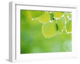 Selective Focus Close Up of Green Leaves Hanging from Tree-null-Framed Photographic Print