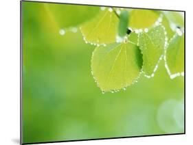 Selective Focus Close Up of Green Leaves Hanging from Tree-null-Mounted Photographic Print