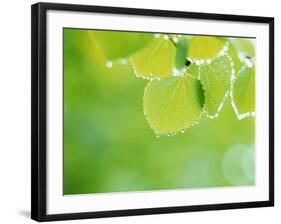 Selective Focus Close Up of Green Leaves Hanging from Tree-null-Framed Photographic Print