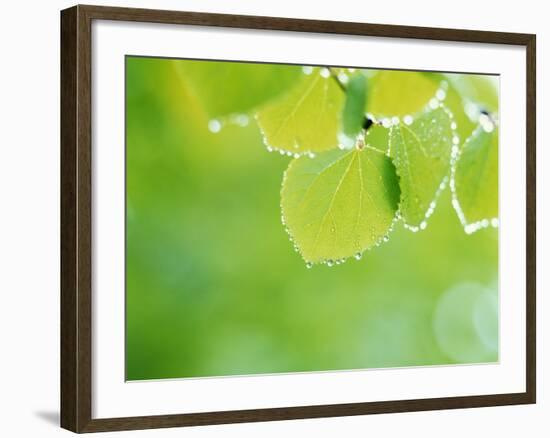 Selective Focus Close Up of Green Leaves Hanging from Tree-null-Framed Photographic Print