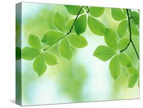 Selective Focus Close Up of Green Leaves Hanging from Tree-null-Stretched Canvas