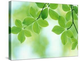 Selective Focus Close Up of Green Leaves Hanging from Tree-null-Stretched Canvas