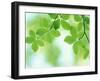 Selective Focus Close Up of Green Leaves Hanging from Tree-null-Framed Premium Photographic Print