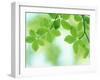 Selective Focus Close Up of Green Leaves Hanging from Tree-null-Framed Premium Photographic Print