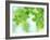 Selective Focus Close Up of Green Leaves Hanging from Tree-null-Framed Photographic Print