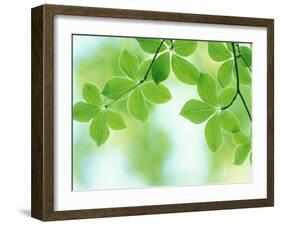 Selective Focus Close Up of Green Leaves Hanging from Tree-null-Framed Photographic Print