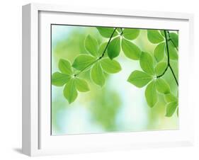 Selective Focus Close Up of Green Leaves Hanging from Tree-null-Framed Photographic Print