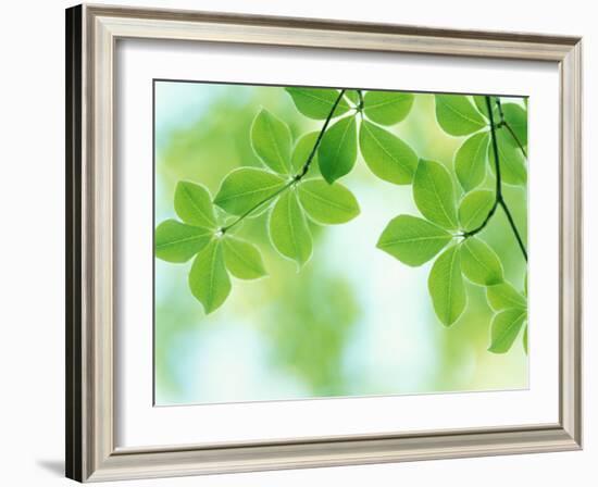 Selective Focus Close Up of Green Leaves Hanging from Tree-null-Framed Photographic Print