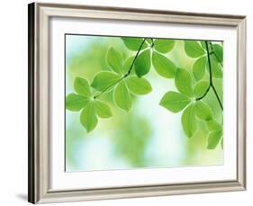 Selective Focus Close Up of Green Leaves Hanging from Tree-null-Framed Photographic Print