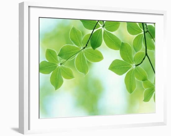 Selective Focus Close Up of Green Leaves Hanging from Tree-null-Framed Photographic Print