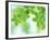 Selective Focus Close Up of Green Leaves Hanging from Tree-null-Framed Photographic Print