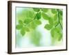 Selective Focus Close Up of Green Leaves Hanging from Tree-null-Framed Photographic Print