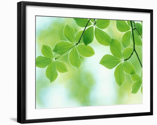 Selective Focus Close Up of Green Leaves Hanging from Tree-null-Framed Photographic Print