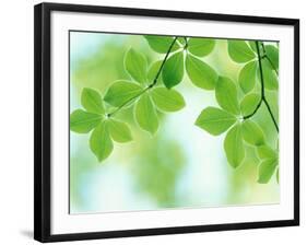 Selective Focus Close Up of Green Leaves Hanging from Tree-null-Framed Photographic Print