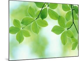 Selective Focus Close Up of Green Leaves Hanging from Tree-null-Mounted Photographic Print