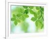 Selective Focus Close Up of Green Leaves Hanging from Tree-null-Framed Photographic Print