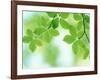 Selective Focus Close Up of Green Leaves Hanging from Tree-null-Framed Photographic Print