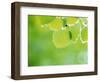 Selective Focus Close Up of Green Leaves Hanging from Tree-null-Framed Photographic Print