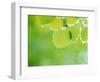 Selective Focus Close Up of Green Leaves Hanging from Tree-null-Framed Photographic Print