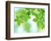 Selective Focus Close Up of Green Leaves Hanging from Tree-null-Framed Photographic Print