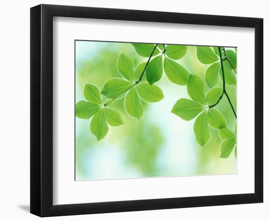 Selective Focus Close Up of Green Leaves Hanging from Tree-null-Framed Photographic Print