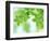 Selective Focus Close Up of Green Leaves Hanging from Tree-null-Framed Photographic Print