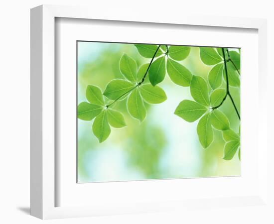 Selective Focus Close Up of Green Leaves Hanging from Tree-null-Framed Photographic Print