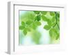 Selective Focus Close Up of Green Leaves Hanging from Tree-null-Framed Photographic Print