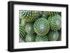 Selective Focus Close-Up Top-View Shot on Golden Barrel Cactus (Echinocactus Grusonii) Cluster. Wel-Saran_Poroong-Framed Photographic Print