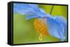 Selective Focus of Himalayan Blue Poppy Flower, Victoria, British Columbia, Canada-Terry Eggers-Framed Stretched Canvas