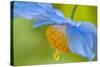 Selective Focus of Himalayan Blue Poppy Flower, Victoria, British Columbia, Canada-Terry Eggers-Stretched Canvas