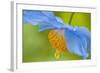 Selective Focus of Himalayan Blue Poppy Flower, Victoria, British Columbia, Canada-Terry Eggers-Framed Photographic Print