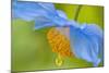 Selective Focus of Himalayan Blue Poppy Flower, Victoria, British Columbia, Canada-Terry Eggers-Mounted Photographic Print
