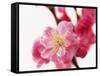 Selective Focus on Cherry Blossom-null-Framed Stretched Canvas