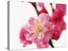 Selective Focus on Cherry Blossom-null-Stretched Canvas
