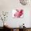 Selective Focus on Cherry Blossom-null-Photographic Print displayed on a wall