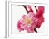 Selective Focus on Cherry Blossom-null-Framed Photographic Print