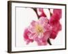 Selective Focus on Cherry Blossom-null-Framed Photographic Print