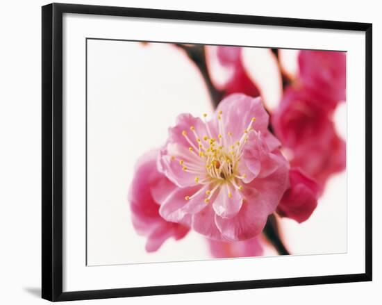 Selective Focus on Cherry Blossom-null-Framed Photographic Print