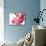 Selective Focus on Cherry Blossom-null-Mounted Photographic Print displayed on a wall