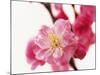 Selective Focus on Cherry Blossom-null-Mounted Photographic Print